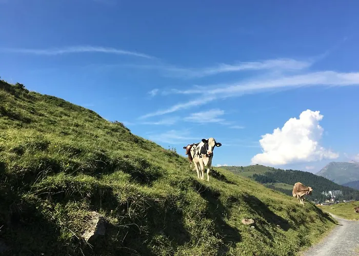 Marlenca 2 * Ароза